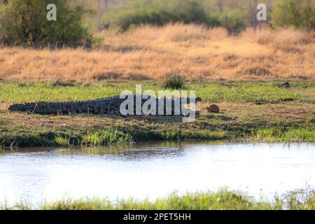 Crocodile du Nil, crocodylus niloticus, allongé à col ouvert au bord de la rivière. Vue latérale sur l'animal sauvage. Delta d'Okavango, Botswana Banque D'Images