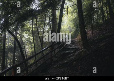 Une scène idyllique d'un sentier sinueux à travers une forêt, avec des marches qui montent jusqu'à une clôture en bois Banque D'Images