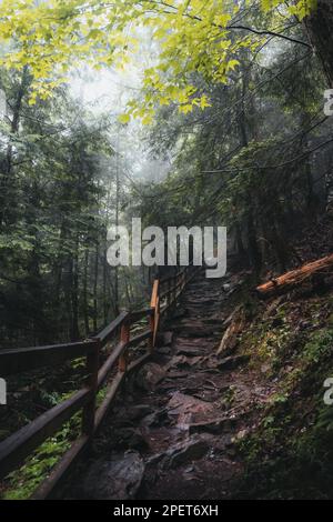 Une scène idyllique d'un sentier sinueux à travers une forêt, avec des marches qui montent jusqu'à une clôture en bois Banque D'Images