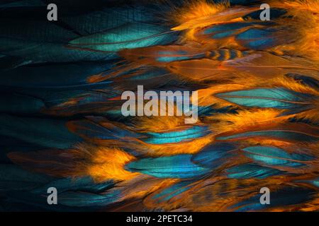 Gros plan coloré de plumes de poulet. Couleurs chatoyantes de l'aile. Banque D'Images