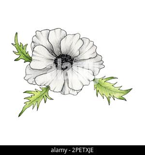 Aquarelle Fleur Anemone, coquelicot, pivoine. Illustration d'anémone dessinée à la main isolée sur fond blanc. Anémones blanches. Banque D'Images