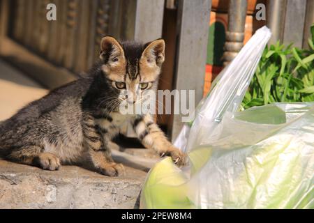 tabby petit chat regardant le légume dans le marché Banque D'Images