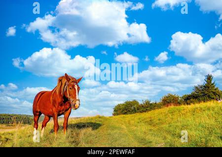 Cheval domestique sur pâturage rural Banque D'Images