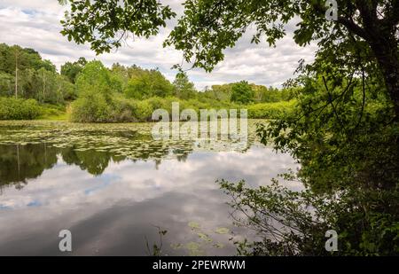 La réserve naturelle du lac Sibola - biotope marécageux en Toscane. - Fucecchio, province de Florence en Toscane, centre de l'Italie, Europe Banque D'Images