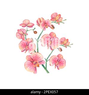 Branche d'orchidée sur fond blanc. Illustration aquarelle d'une fleur rose tropicale. Une carte postale avec un bouquet d'orchidées. Illustration botanique florale Banque D'Images