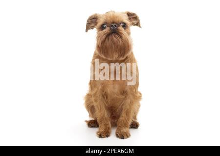 Chien de la race Brussels Griffin, isolé sur fond blanc Banque D'Images