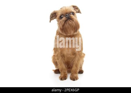 Chien de la race Brussels Griffin, isolé sur fond blanc Banque D'Images