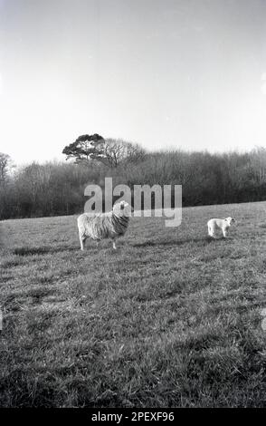 1950s, moutons au champ avec Lamb, Angleterre, Royaume-Uni. Banque D'Images