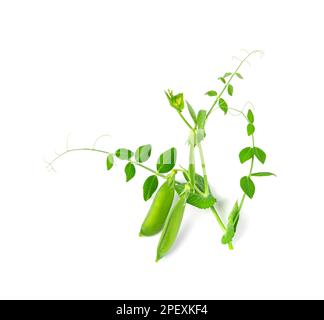 Feuilles et pods de pois isolés, feuilles vertes, pousses de légumineuses fraîches, pousses de pois de printemps, jeunes pois verts de sucre sur fond blanc Banque D'Images