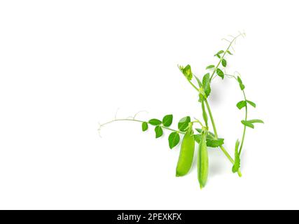 Feuilles et pods de pois isolés, feuilles vertes, pousses de légumineuses fraîches, pousses de pois de printemps, jeunes pois verts de sucre sur fond blanc Banque D'Images