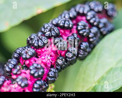 Gros plan des baies noires pourpres de phytolacca acinosa également connues sous le nom de pokeweeds, pokebush, pokeberry, pokeroot ou poke sallet. Baies de violet foncé profond de Banque D'Images