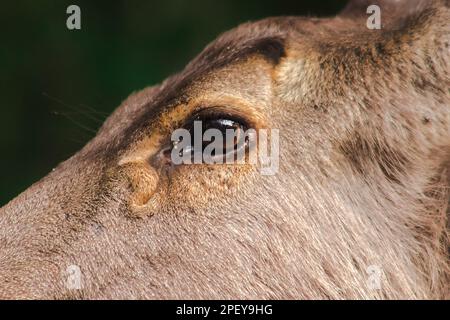 Les yeux de cerf ont de la fourrure brune autour. Au-dessus des yeux il y avait une grande piscine de larmes sur chaque oeil. Banque D'Images