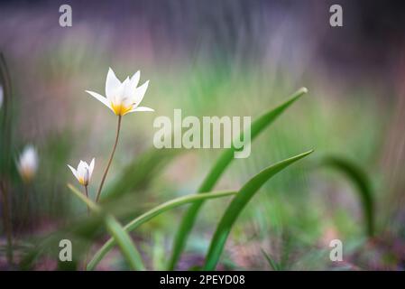 La tulipe turkestan (Tulipa turkestanica) fleurit en pleine floraison. Printemps dans le jardin. Banque D'Images