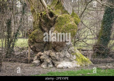 Grosses bavures sur un vieux frêne pollard (Fraxinus excelsior) près de Presteigne, Powys, Royaume-Uni. Officiellement un 'ancien' arbre, environ 350 ans Banque D'Images