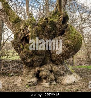 Grosses bavures sur un vieux frêne pollard (Fraxinus excelsior) près de Presteigne, Powys, Royaume-Uni. Officiellement un 'ancien' arbre, environ 350 ans Banque D'Images