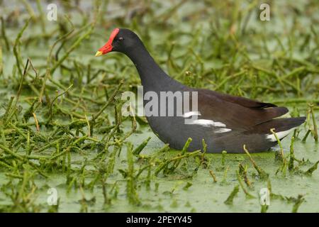 Un gallinule commun recherchant de la nourriture dans la végétation. Banque D'Images