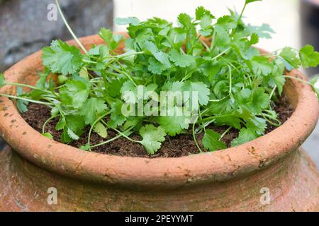 Coriandre poussant dans un pot en terre cuite Banque D'Images