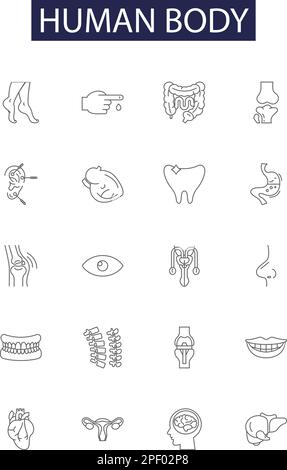 Icônes et signes vectoriels de la ligne du corps humain. Squelette, muscles, ligaments, tendons, organes, Jeu d'illustrations vectorielles sang, os, mains Illustration de Vecteur