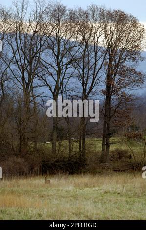 Les peuplements de cerfs au bord d'un champ sur Blandy Ferme expérimentale à Clarke County en Virginie. Banque D'Images