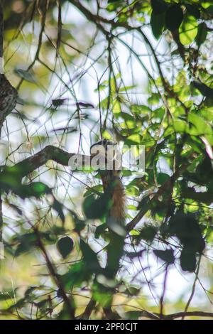 L'écureuil de Finlayson dort dans un arbre. L'écureuil variable se trouve partout dans la ville et dans les forêts. Banque D'Images