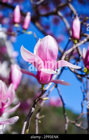 Arbre de Magnolia liiflora Lily Magnolia Printemps d'Istanbul Banque D'Images