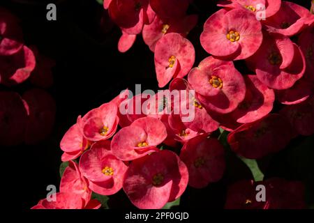 Vue de dessus d'un groupe de fleurs rouges ensoleillées avec une abeille sur l'un d'eux contrastent avec des ombres très sombres autour d'eux Banque D'Images