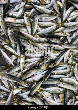 Beaucoup de poissons crus de maquereau (Caranginae) sur le marché. Vue de dessus des photos de haute qualité. Arrière-plan des aliments frais avec espace de copie. Banque D'Images