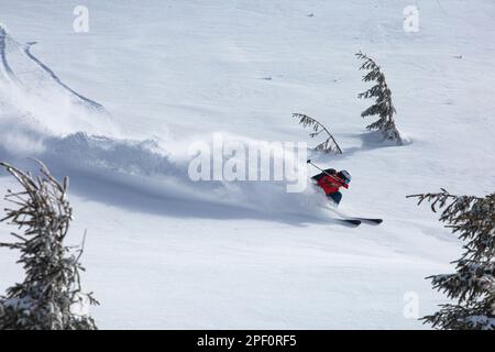 Le skieur de l'arrière-pays cardique avec élégance à travers la neige poudreuse intacte, laissant derrière lui un sentier de peluches blanches dans leur sillage. une scène à couper le souffle Banque D'Images