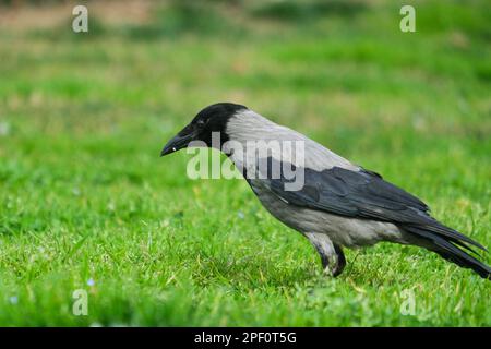 Gros plan sur le corbeau gris noir de l'herbe avec un arrière-plan isolé. Mise au point sélective. Espace ouvert. Banque D'Images