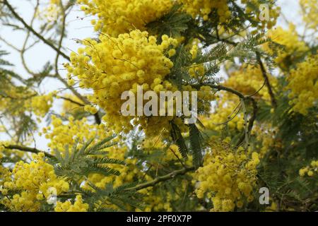 Gros plan des fleurs jaunes de la fin de l'hiver du petit arbre de jardin Acacia dealbata. Banque D'Images