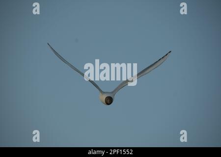 Un mouette à ailes blanches glisse dans les airs et ses ailes s'étendent, s'envoguant avec élégance sur fond de ciel bleu Banque D'Images