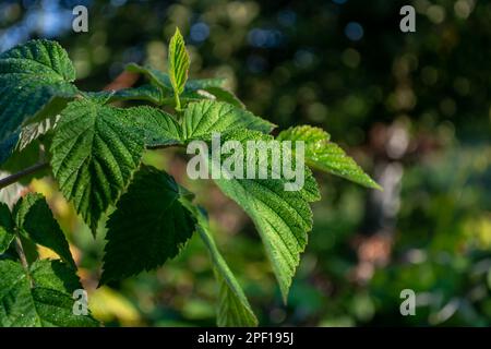 Petites gouttes de rosée tôt le matin sur les feuilles vertes d'une framboise sur un fond flou avec bokeh. Banque D'Images