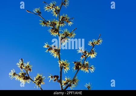 fleurs de sorcières-noisettes en février Banque D'Images