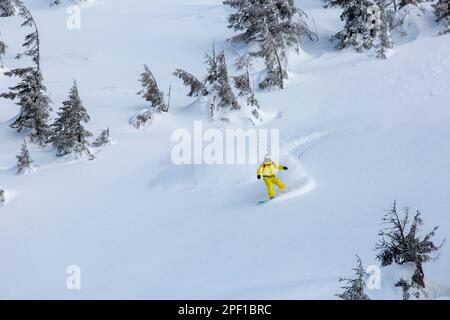 le snowboardeur de l'arrière-pays se glisse élégamment à travers la neige en poudre vierge et intacte, snowboard freeride Banque D'Images