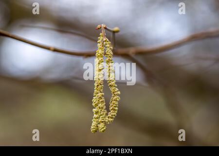 chatons jaune pâle du noisette commun corylus avellana avec un arrière-plan flou Banque D'Images