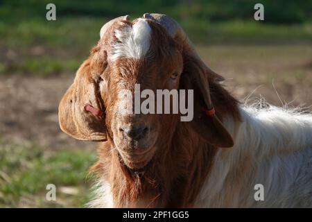 Une chèvre billy Boer ou une chèvre Boerbok Banque D'Images