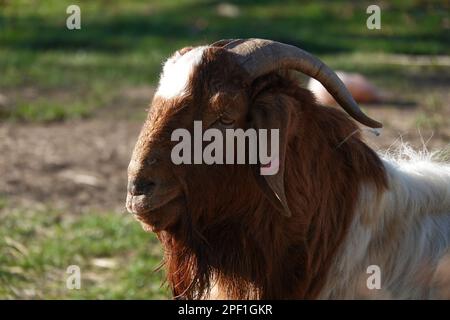 Une chèvre billy Boer ou une chèvre Boerbok Banque D'Images