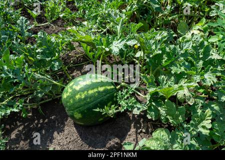 Pastèque douce et rayée mûrissant dans un champ de feuilles vertes, jour ensoleillé d'été. La culture Gourd. Plante herbacée annuelle. Banque D'Images