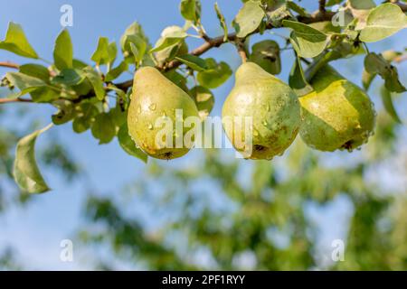 Vert mûr humide trois poires couvertes de gouttes de pluie dans le jardin sur une grande branche d'arbre contre le ciel bleu. Photo réelle. Jardinage. Récolte. Banque D'Images