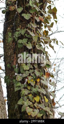 Ivy sauvage sur l'arbre à la fin de l'automne. Feuilles sur le tronc de l'arbre Banque D'Images