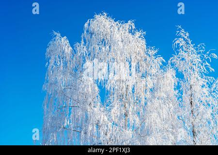 Fragment d'un arbre avec des branches couvertes de givre sur un ciel bleu vif par une journée ensoleillée. Banque D'Images