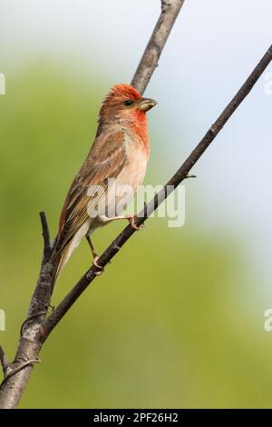 Common Rosefinch Banque D'Images