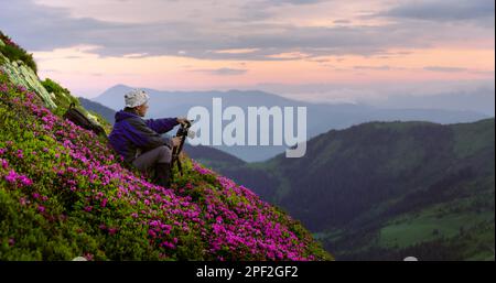 Photographe dans la forêt de printemps pendant le coucher du soleil. Prise de photos de fleurs de rhododendron montagne couverte prairie. Lumière de lever de soleil violette au premier plan. Photographie de paysage Banque D'Images