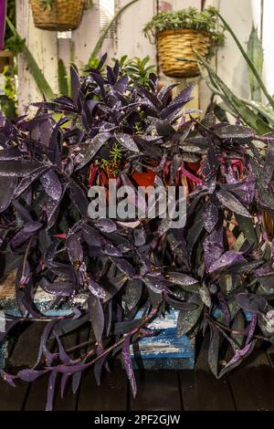 Beaucoup de branches de tradescantia pallida sur une terrasse arrosée de milliers de petites gouttes d'eau Banque D'Images