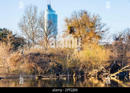 Wien, Vienne: parc Wasserpark, colonie de reproduction du héron gris (Ardea cinerea), nids, Tour du millénaire en 21. Floridsdorf, Wien, Autriche Banque D'Images