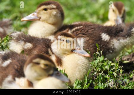 Jeunes descendants de canards musqués, Cairina moschata Banque D'Images