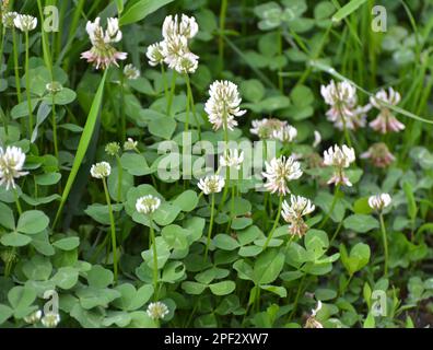 Dans la nature, trèfle blanc, trifolium repens des fleurs Banque D'Images