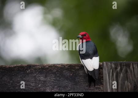 États-unis - 10 juin 2019 : rarement vu un pic à tête rouge se nourrit d'une clôture le long de Foggy Bottom Road près de Bloomfield. L'oiseau est un petit ou Banque D'Images