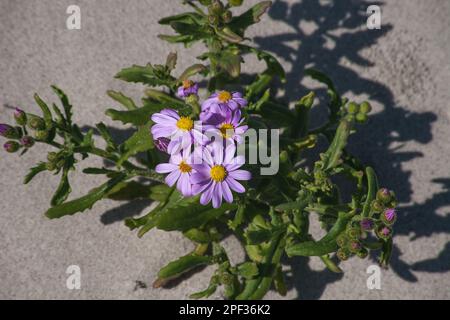 Bleu Marguerite Felicia amelloides 12279 Banque D'Images