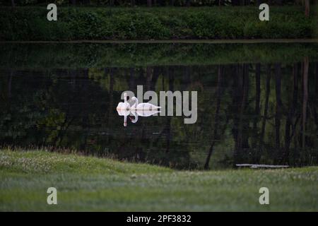 ETATS-UNIS - 12 juin 2019: Une paire de cygnes nagent dans un étang de ferme près du village de Philomont. (Photo de Douglas Graham/WLP) Banque D'Images